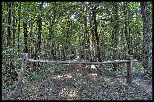 Retour aux bois de Jussy.